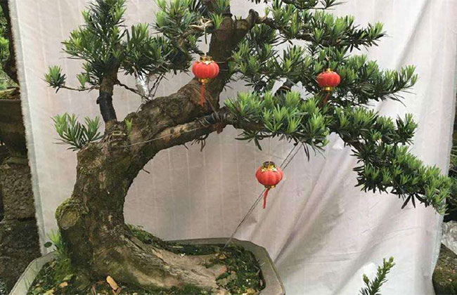 可以做盆景的樹(shù)有哪些?盆景樹(shù)種大全介紹