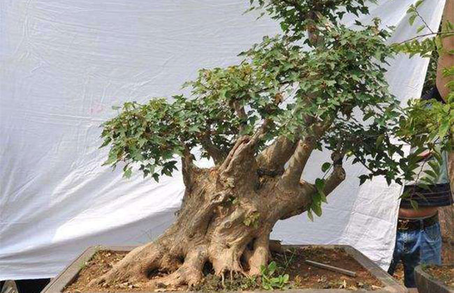 可以做盆景的樹(shù)有哪些?盆景樹(shù)種大全介紹