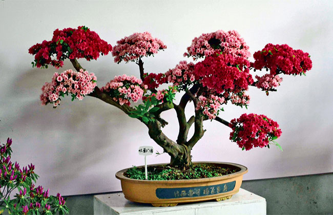 可以做盆景的樹(shù)有哪些?盆景樹(shù)種大全介紹