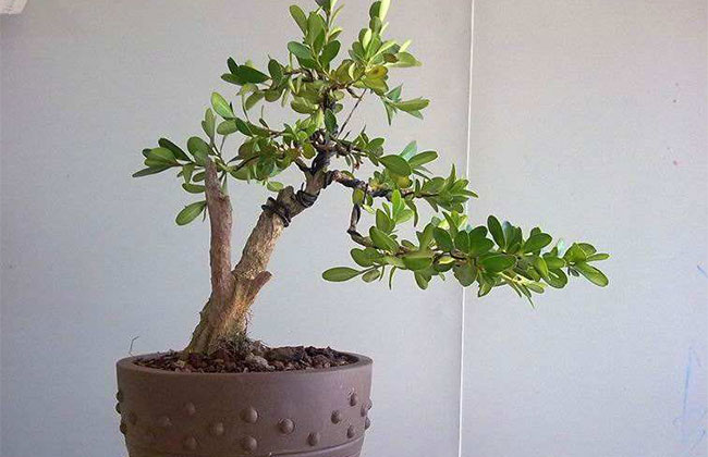 可以做盆景的樹(shù)有哪些?盆景樹(shù)種大全介紹